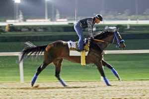 24.03.2022, Dubai, VAE - Dr. Schivel during morning trackwork. Meydan racecourse. 220324D000DUBAI.JPG *** 24 03 2022, Dubai, UAE Dr Schivel during morning trackwork Meydan racecourse 220324D000DUBAI JPG